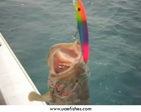 fishing in  abu dhabi