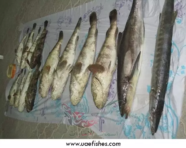 fishing in  abu dhabi