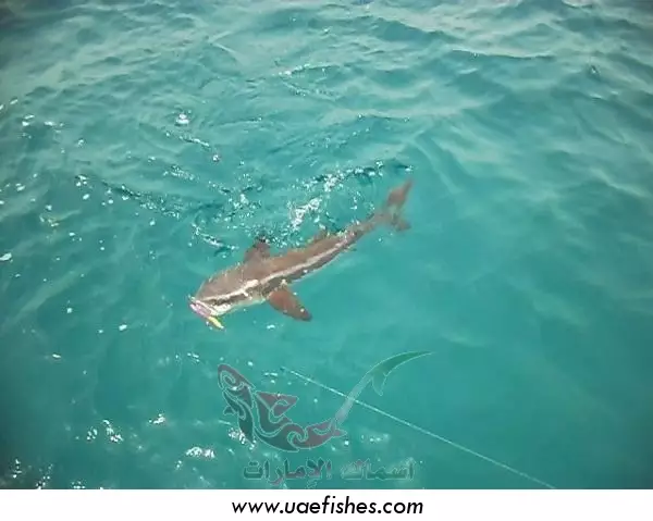 fishing in  abu dhabi