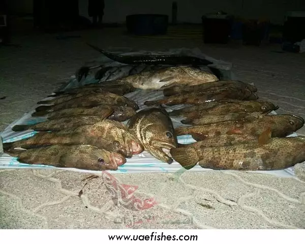 fishing in  abu dhabi