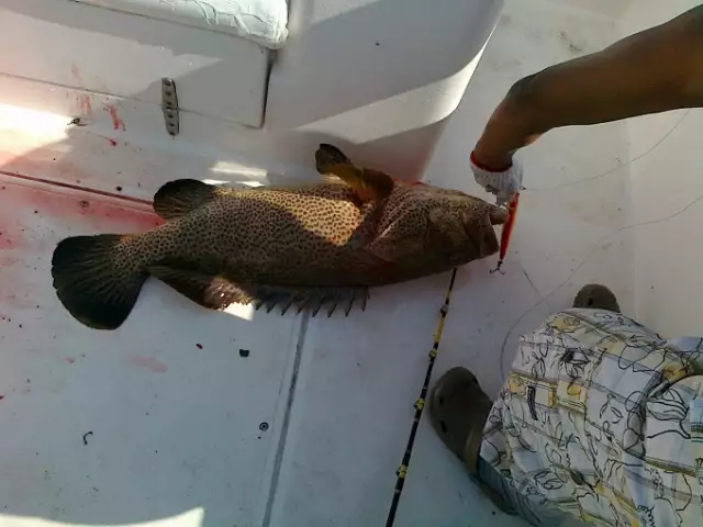 fishing in  abu dhabi