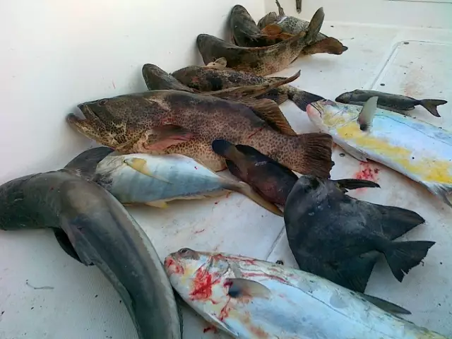 fishing in  abu dhabi