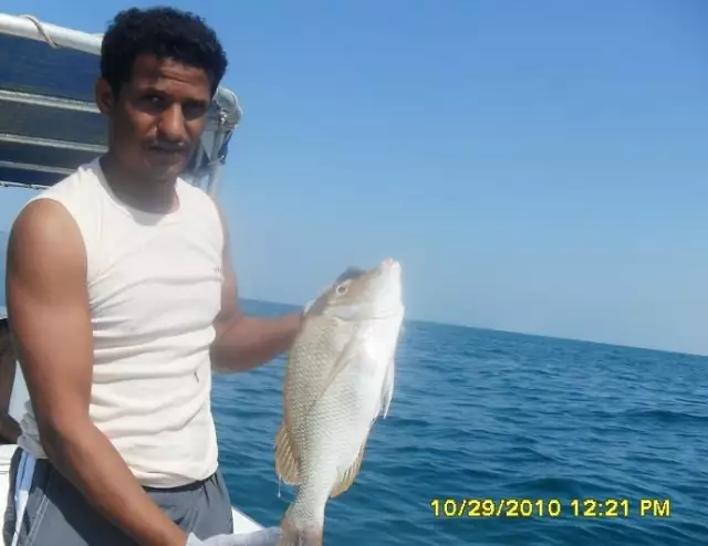 fishing in  abu dhabi