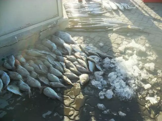 fishing in  abu dhabi