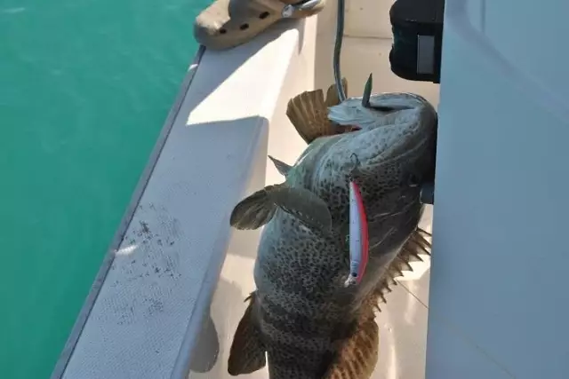 fishing in  abu dhabi