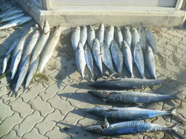 fishing in Abu dhabi