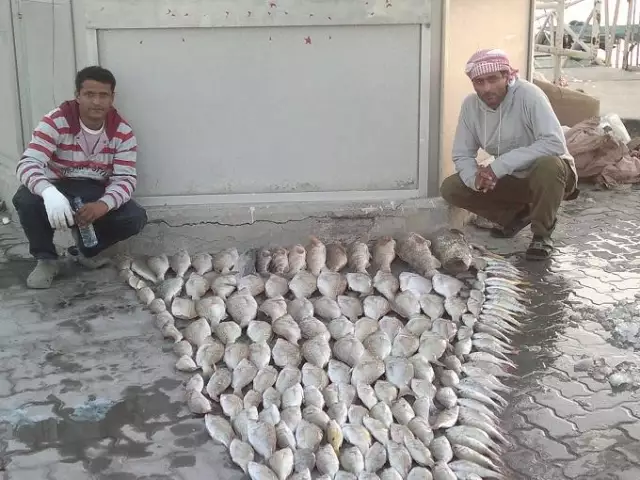 fishing in Abu dhabi