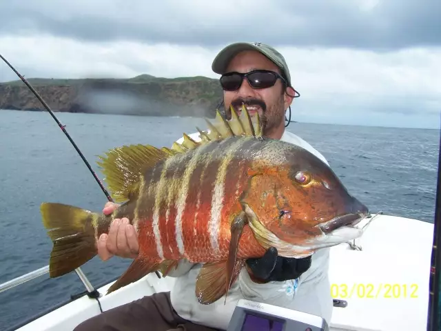snapper trapper