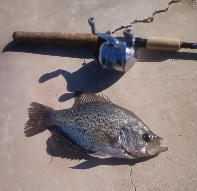 Black Crappie