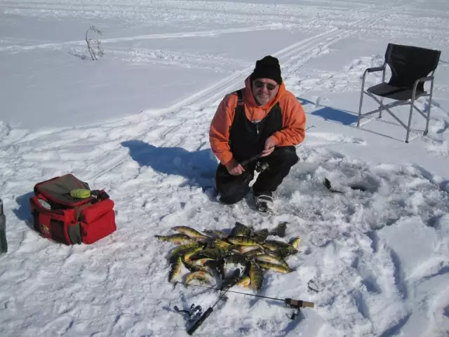 Lake Simcoe Perch