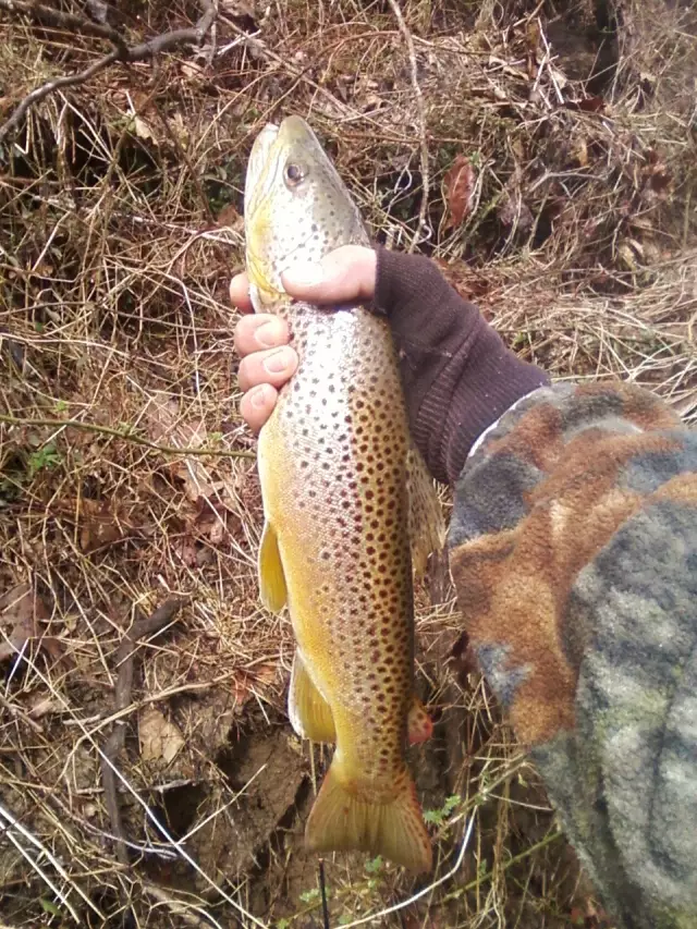 brown trout balt.,md