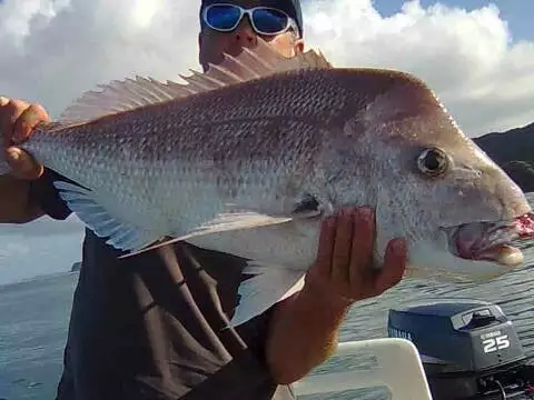 Gt Barrier Snapper