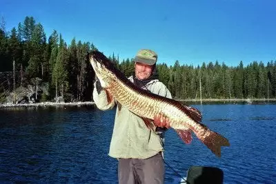 46in. 26.5 lb Tiger Muskie .