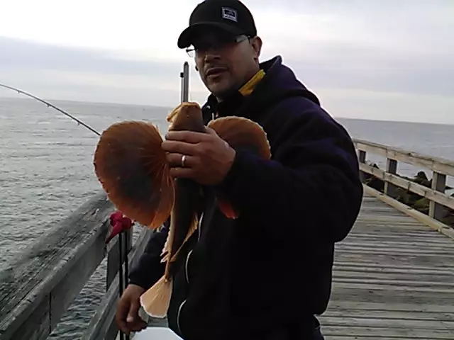Sea Robin of Cedar Beach