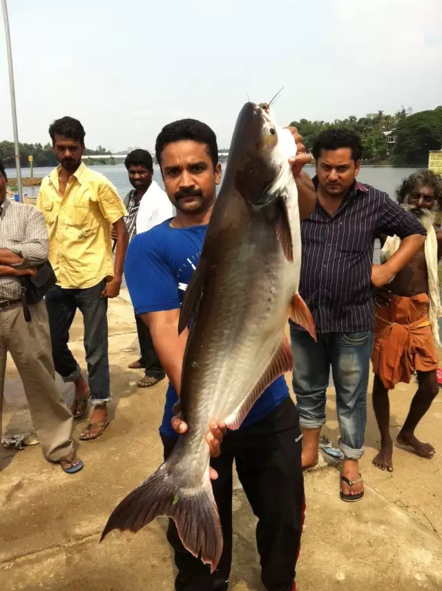 22 POUND GIANT MEKONG CATFISH CAUGHT AT ALUVA PERIYAR, COCHIN,INDIA.