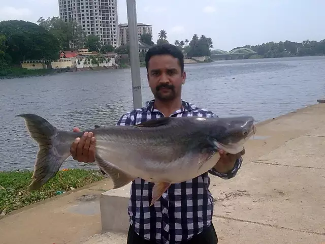 20 POUND GIANT MEKONG CAUGHT ON 3LB MONOLINE WITH 18 SIZE HOOK FROM ALUVA PERIYAR,COCHIN,INDIA