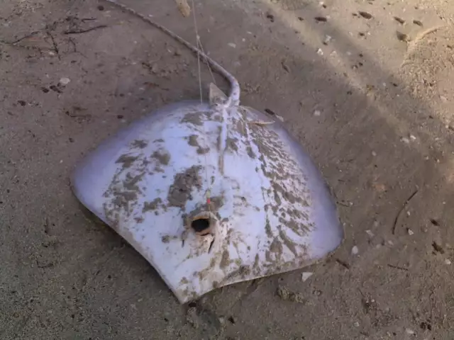 Abu Dhabi Fishing