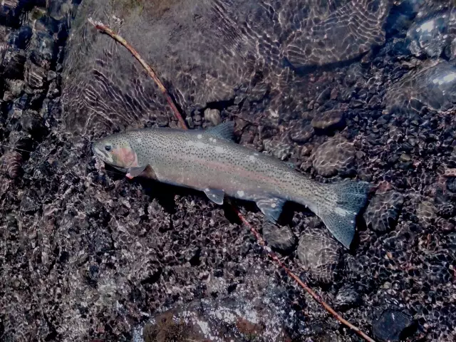 Steelhead 2012