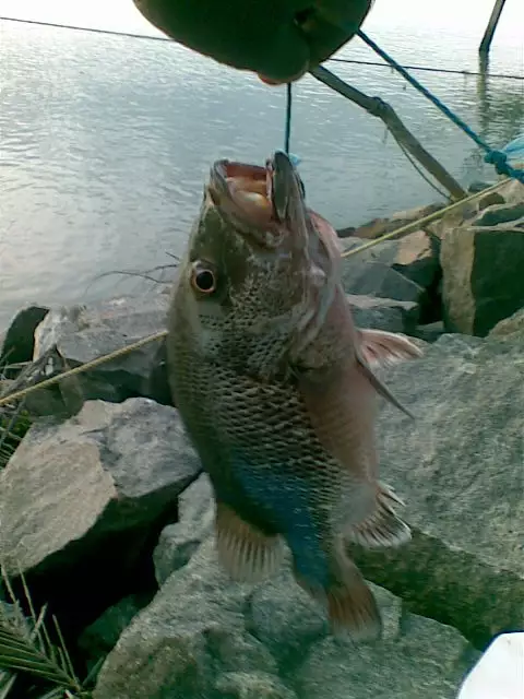 Mangrove Jack from Munampam