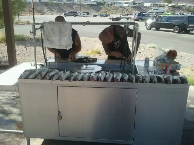 26 lkmead stripers r gonna be tacos