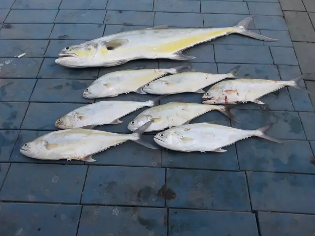 abu dhabi fishing