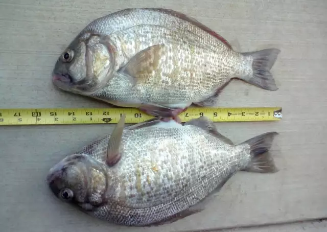 twins