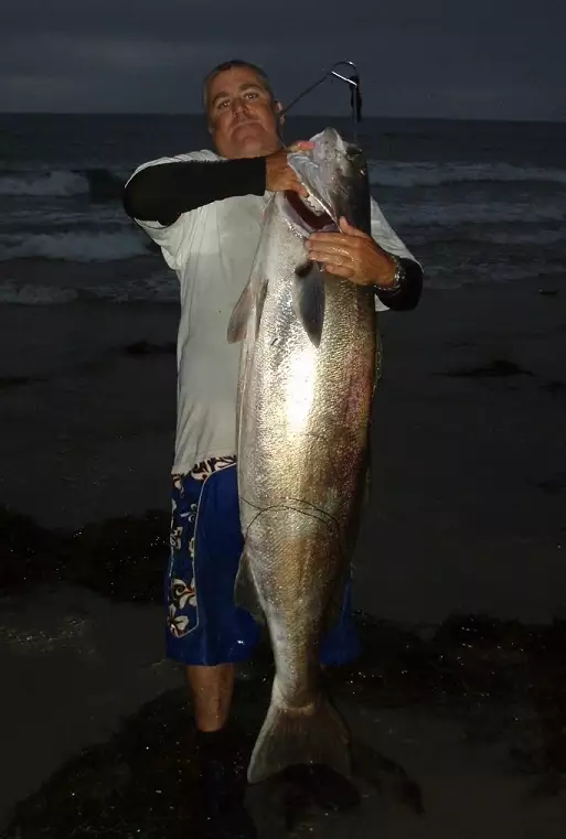 70lbs white sea bass
