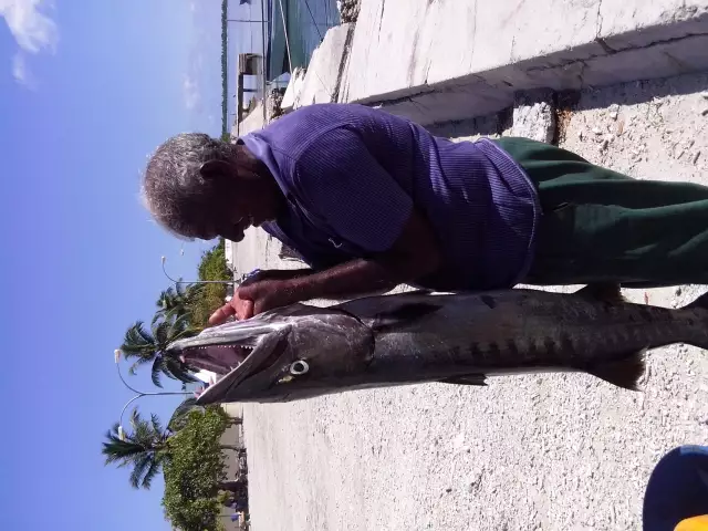 big barracuda