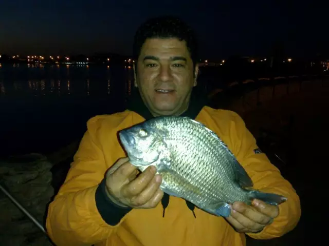 nice bream