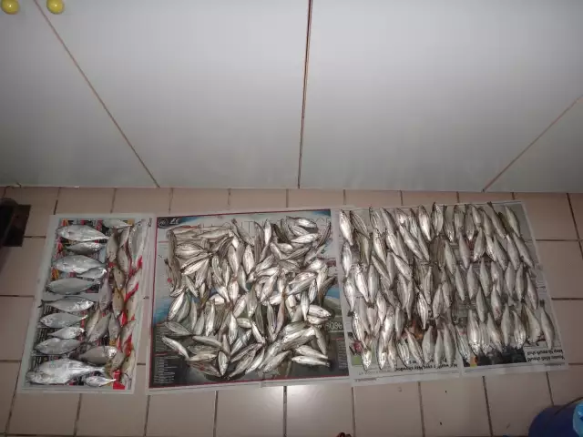 Over 200 hundred fishes caught in one morning