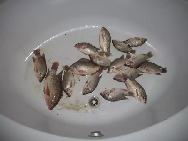 Nile Tilapia