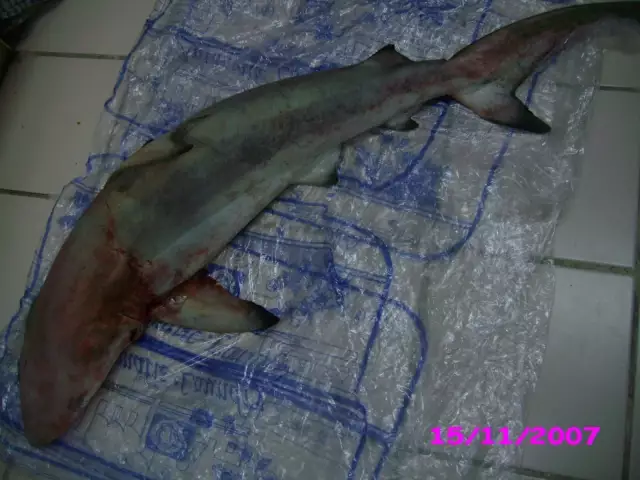 SHARK