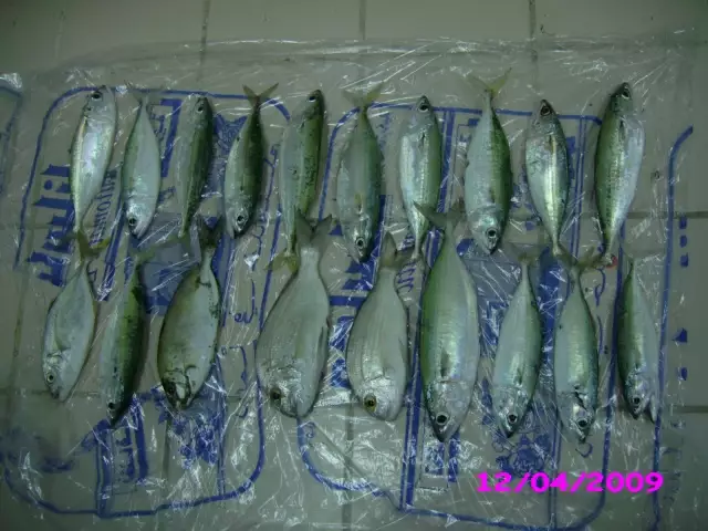 MACKERALS