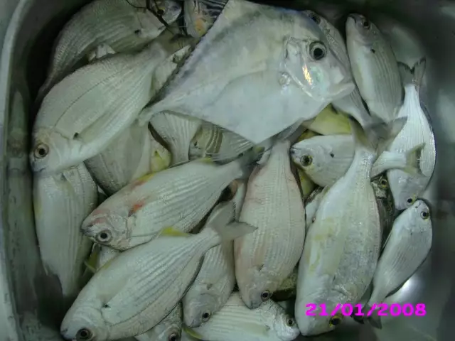 GOOD CATCH AT MINA PORT