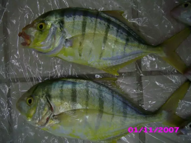GOLDEN TREVALLY