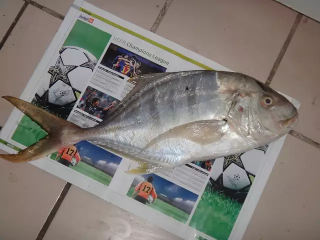 Golden trevally