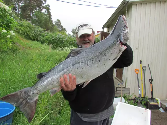 Big salmon