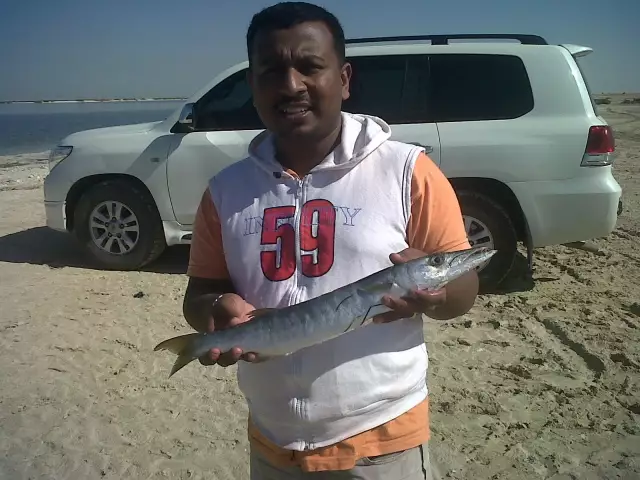 Barracuda small one