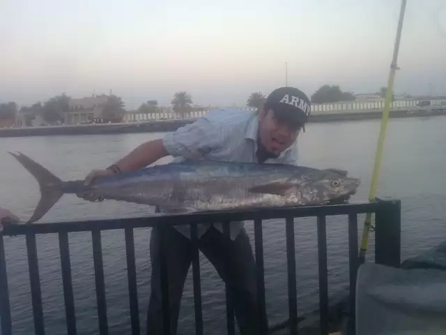 what a kingfish