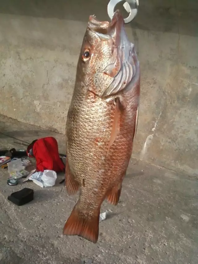 Mangrove Snapper