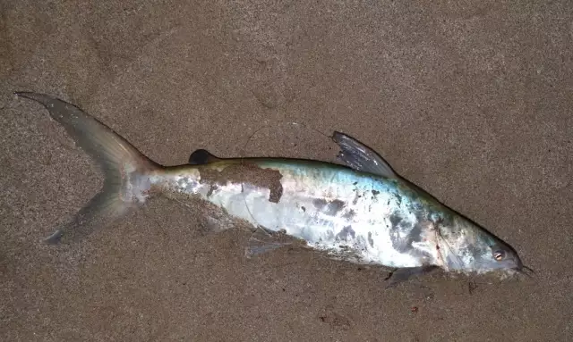3Kg Catfish caught >> Indian Ocean