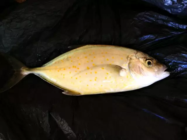 Orange spotted trevally