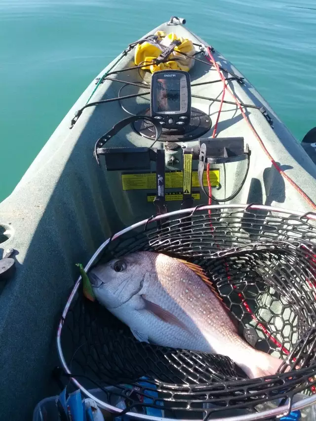 New Zealand Snapper on my Kayak