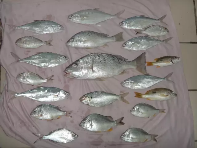 Silver Grunt, Queen Fish, Sea Bream, Baada, Nacer & Teachers (Pyjamas?)