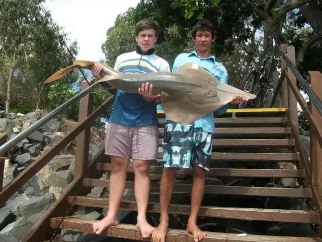 173cm shovelnose ray