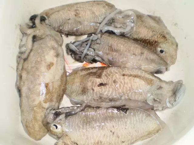 Abu Dhabi Corniche fishing  (April 19, 2013)
