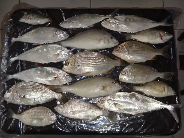 QUEEN FISH, ABU LABAN, SHERRI, SILVER GRUNT, ETC