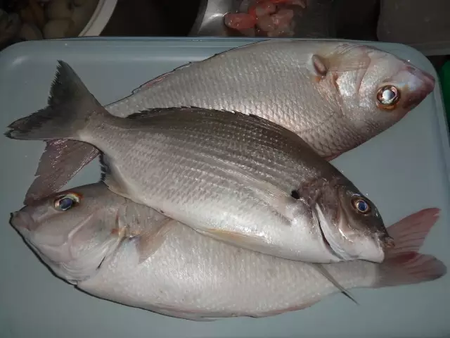 SEA BREAM & ABU LAABAN