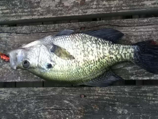 White Perch