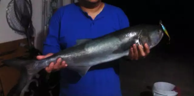 31 inch Blue Fish